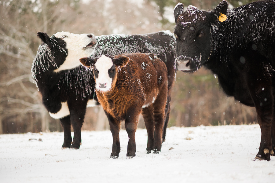 A Walk Around the Farm in the Snow